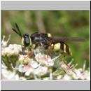 Stratiomys potamida - Waffenfliege w03.jpg